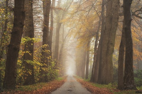 Framed Autumnal Moodiness Print