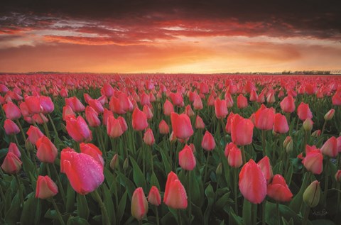 Framed Tulip Field Sunset Print