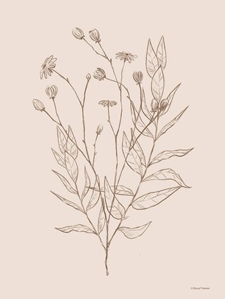 Framed Wildflower Drawing Print