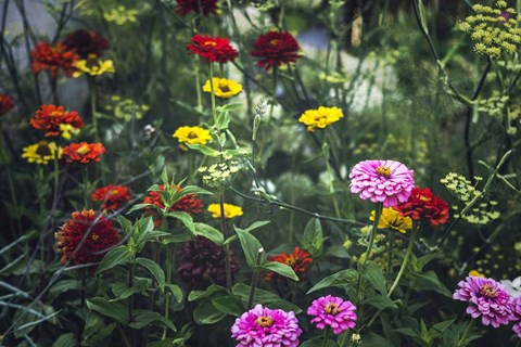 Framed Secret Gardens Print