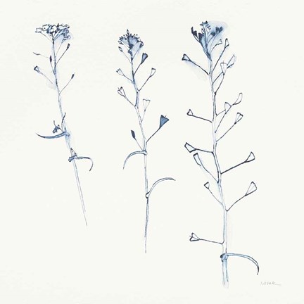 Framed Shepherds Purse Stems I Blue Print