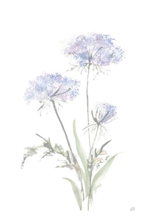 Framed Tall Queen Annes Lace I Print