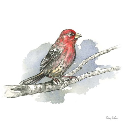 Framed Birds &amp; Branches IV-House Finch Print