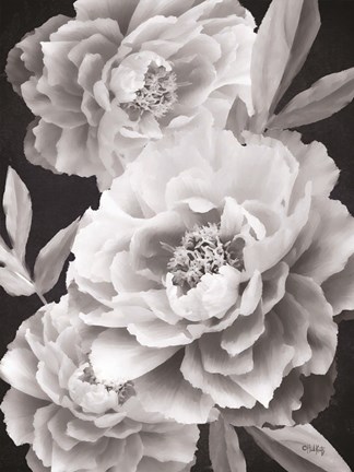 Framed Black and White Peonies Print