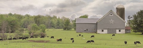 Framed Grazing Away Print