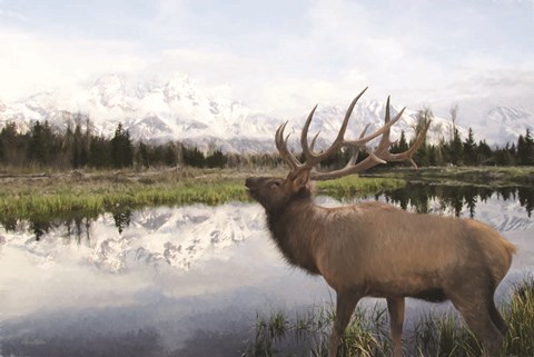 Framed Bull Elk in Tetons Print