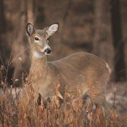 Framed Whitetail Deer Print