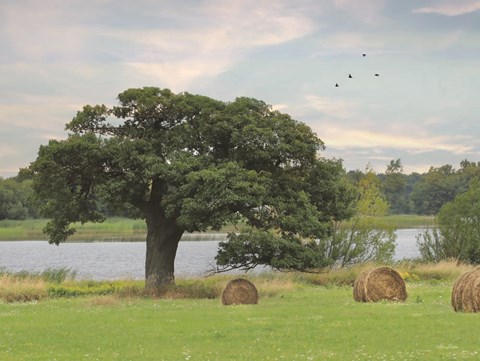 Framed Summer Hay Harvest Print