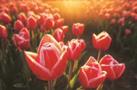 Framed Tulips at Sunrise Print