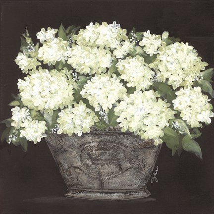 Framed Snowball Hydrangea Pail Print