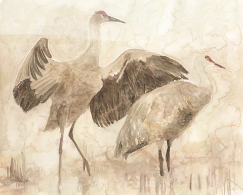 Framed Sandhill Cranes 2 Print