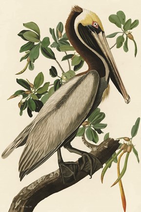 Framed Audubon Brown Pelican Print