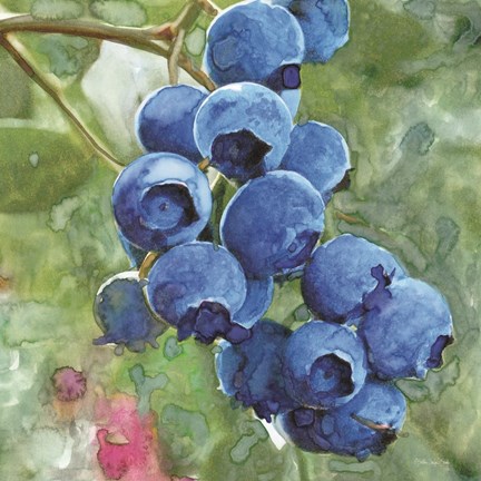 Framed Blueberries 4 Print