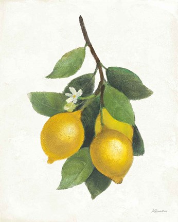 Framed Lemon Branch III Print