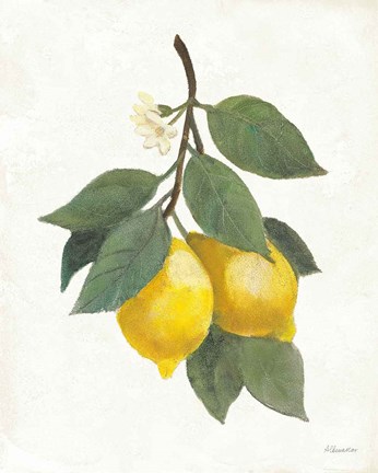 Framed Lemon Branch II Print