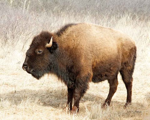 Framed American Bison III Print