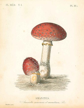 Framed French Mushrooms III Print