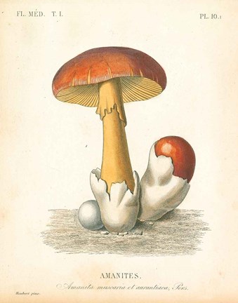 Framed French Mushrooms II Print