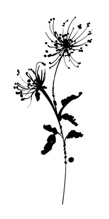 Framed Silhouette Floral IV Print