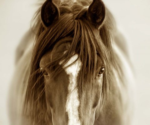 Framed Ghost Horse Print