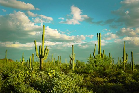 Framed Saguaros No. 2 Print