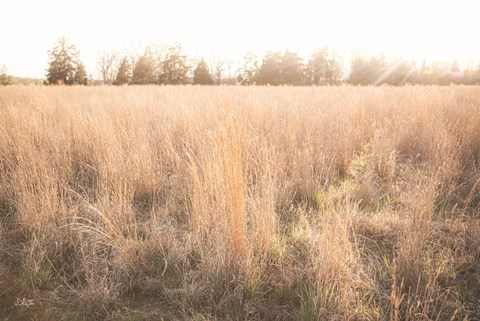 Framed Bright Sun Haze III Print