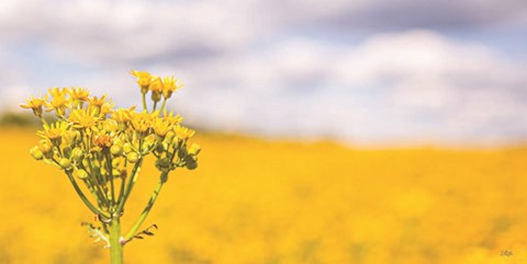 Framed Field of Yellow II Print