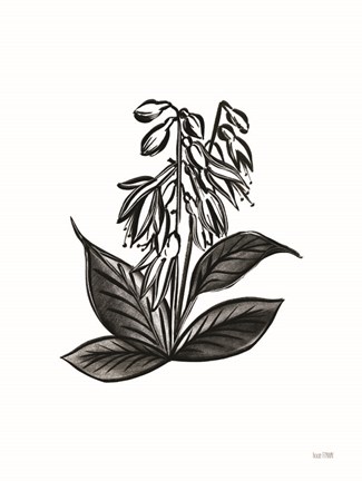 Framed Pen and Ink Wildflower III Print