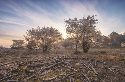 Framed Spring Bushes at Sunrise Print