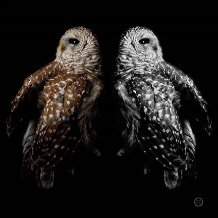 Framed Still a Life Print