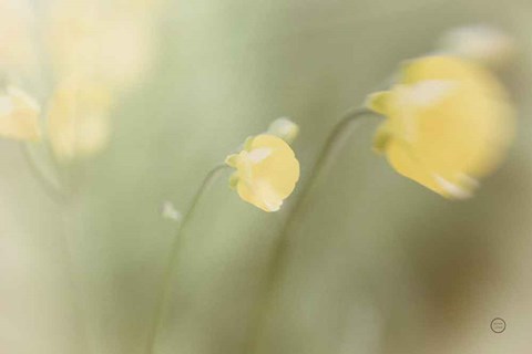 Framed Field Trip Print