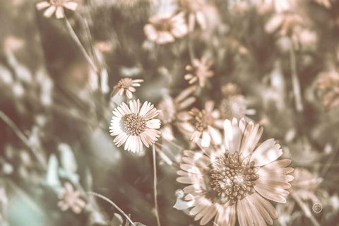 Framed Flower Power Print