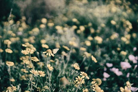 Framed Field Friends Fade Print