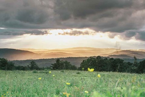 Framed Laying in the Flowers Print