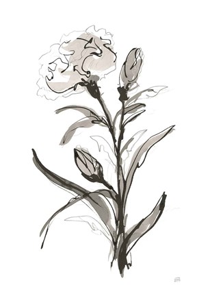 Framed Carnation I Print