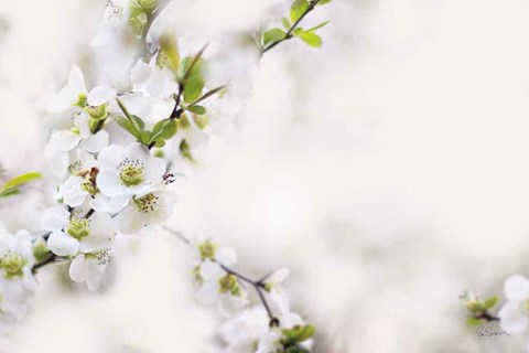 Framed First White of Spring Print