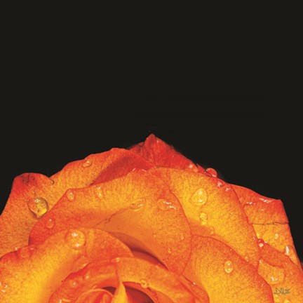 Framed Orange Petals Print