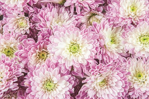 Framed Pretty in Purple I Print