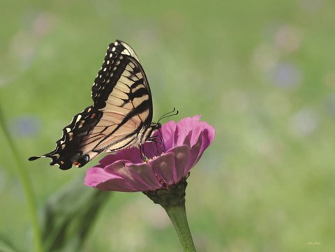 Framed Butterfly Resting Spot I Print