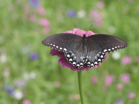 Framed Butterfly Resting Spot II Print
