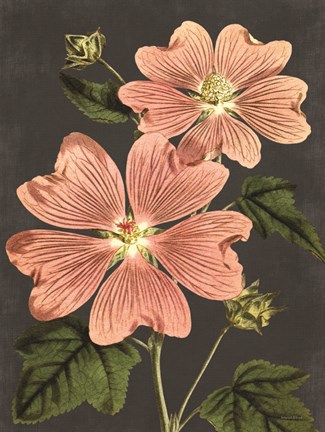 Framed Pink Anemone Print