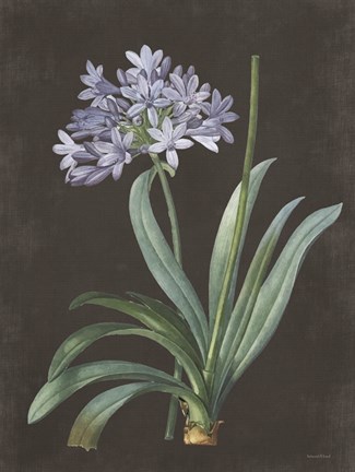 Framed Bulb Study Print