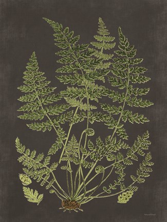 Framed Fern Study Print