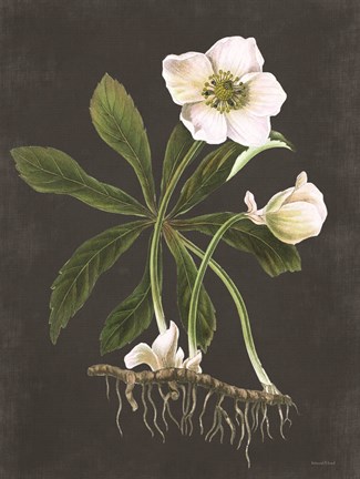 Framed Hellebore Print