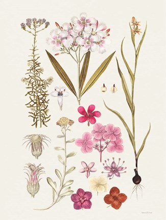 Framed Vintage Bloom Study Print