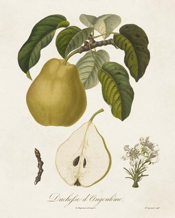 Framed Vintage Pears I Print