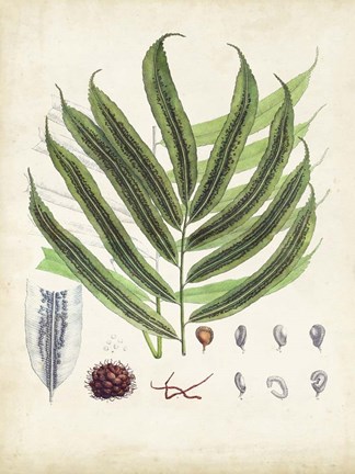 Framed Collected Ferns III Print