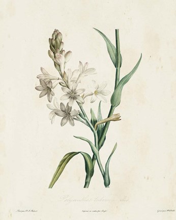 Framed Traditional Botanical IV Print