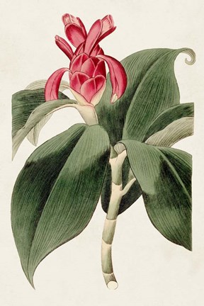 Framed Flora of the Tropics I Print