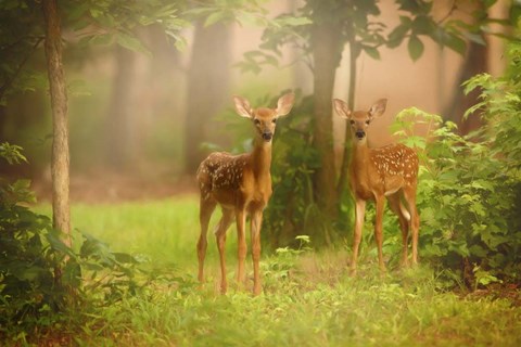 Framed View At Rest V Print